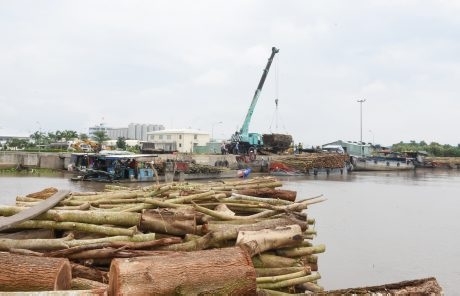 Gỗ MDF VRG Kiên Giang: Đảm bảo nguồn nguyên liệu ổn định